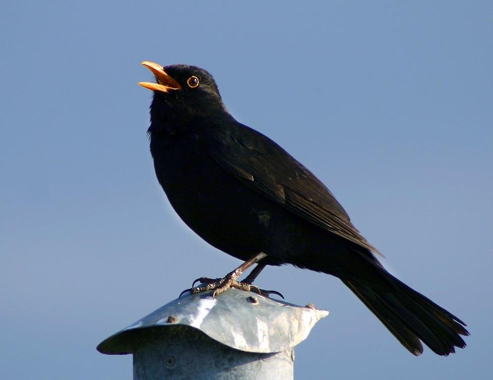 Turdus merula